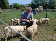 Piggies at the farm